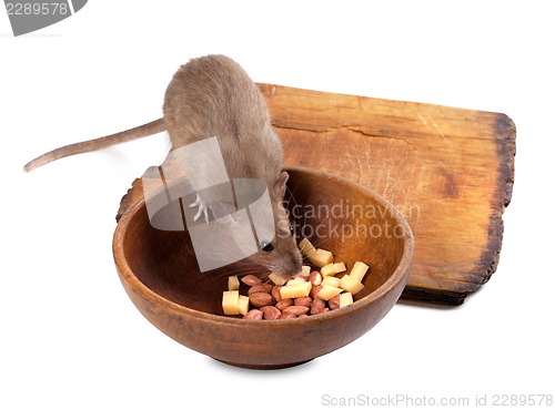 Image of Brown rat eating from wooden plate