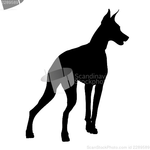 Image of Doberman Silhouette