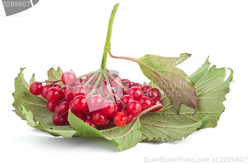Image of Viburnum berries