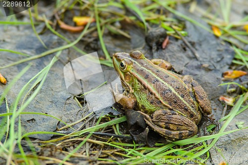 Image of Frog in the swamp
