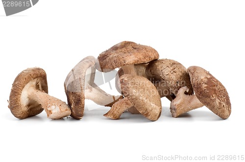 Image of Three fresh shiitake mushrooms