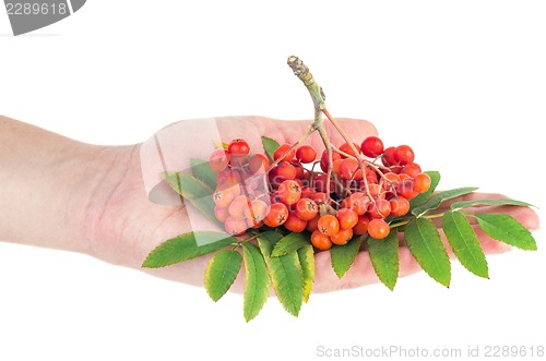 Image of Hand hold ashberry cluster