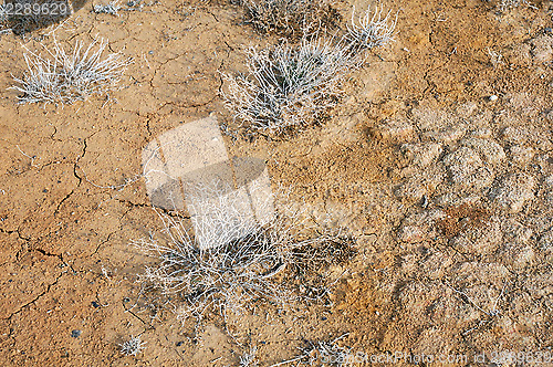 Image of Top View of Desert Plants