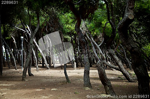 Image of Pine forest