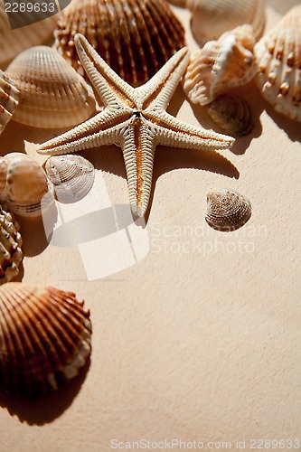 Image of sea shells and star