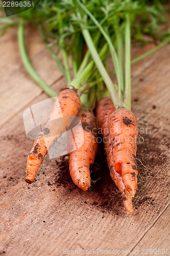 Image of fresh carrots bunch 