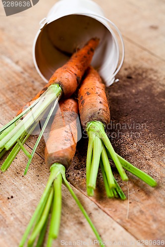 Image of fresh carrots bunch and bucket 