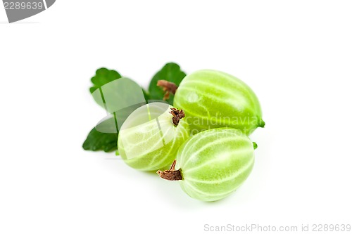 Image of gooseberries with leaves 