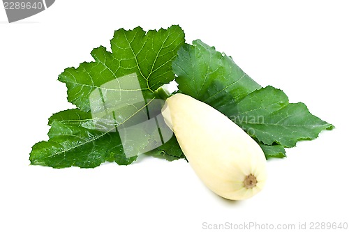 Image of fresh zucchini with green leaves