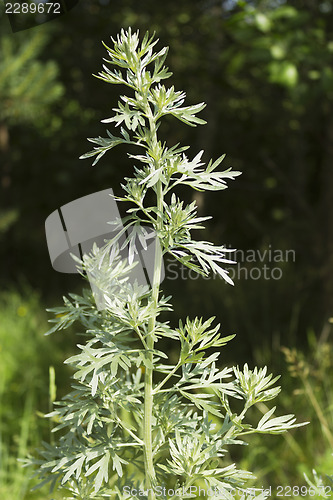 Image of Wormwood in a forest glade