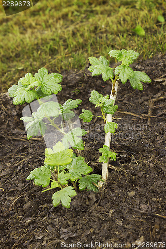 Image of Sapling gooseberry