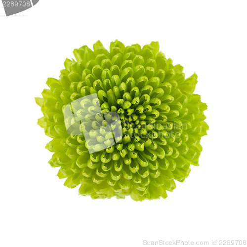 Image of Small green flower isolated