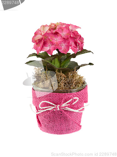 Image of Pink flowers isolated