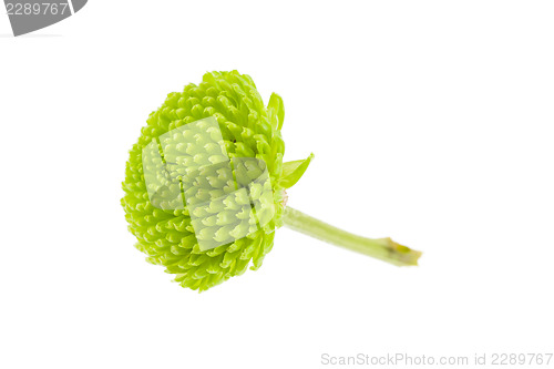 Image of Small green flower isolated