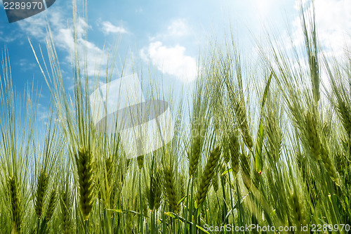 Image of spring grain with blue sky and sunligt