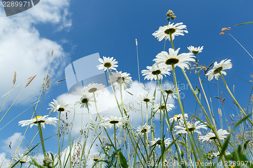 Image of daisy flower field 
