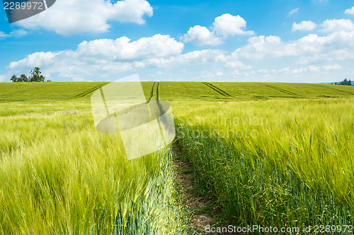 Image of Organic Green spring grains field