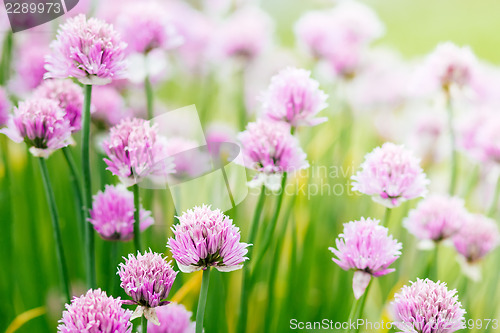 Image of Chive herb flowers on beautiful bokeh background