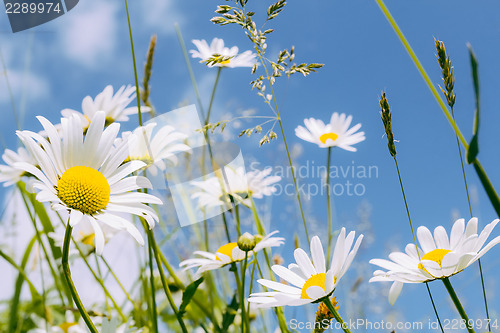 Image of daisy flower field 