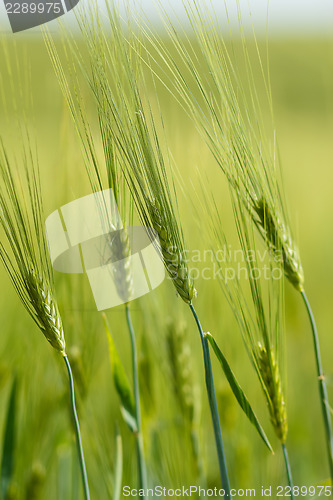 Image of Organic Green spring grains with shallow focus