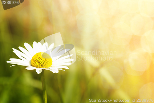 Image of daisy flower field with shallow focus