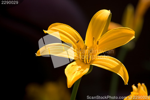 Image of yellow lily flower