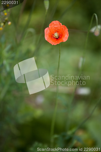 Image of wild poppy flower