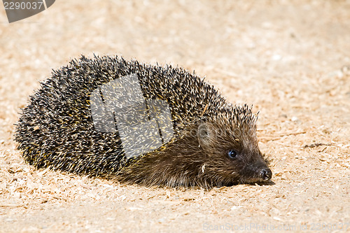 Image of funny hedgehog 