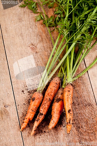 Image of fresh carrots bunch