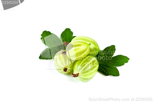 Image of gooseberries with leaves