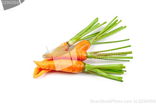Image of carrot vegetable with leaves
