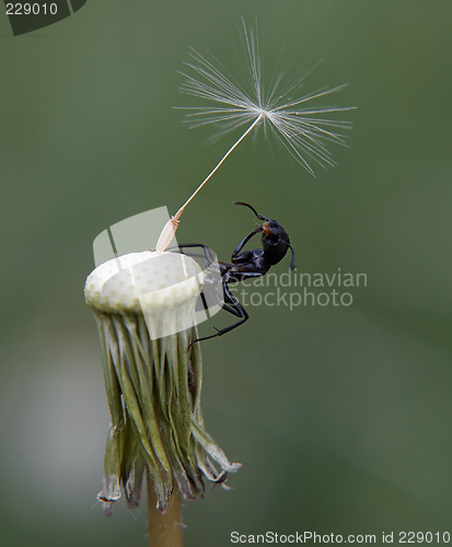 Image of Ant on dandelion