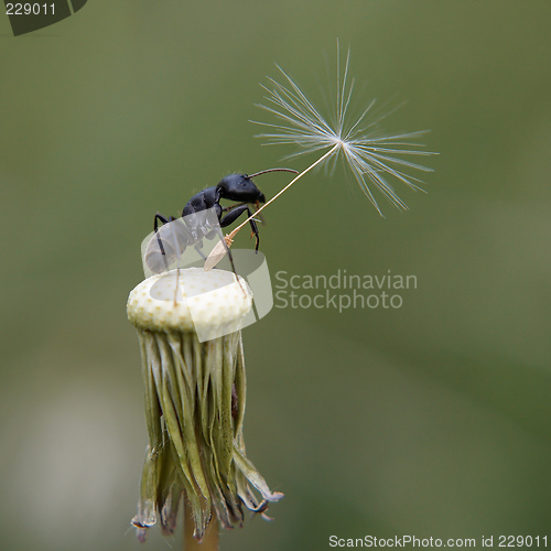 Image of Parachuter