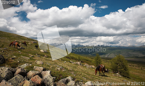 Image of Horses in Sayan mountains