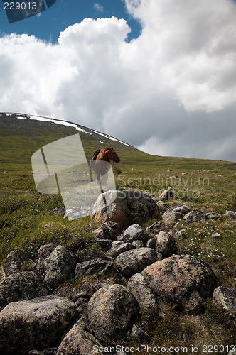 Image of Horse in Sayan mountains