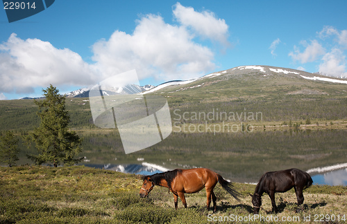 Image of Horses near mountain lake