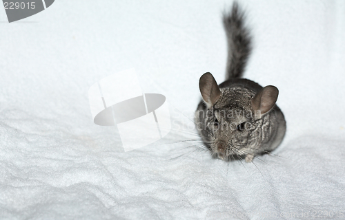 Image of Chinchilla