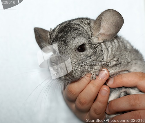 Image of Chinchilla