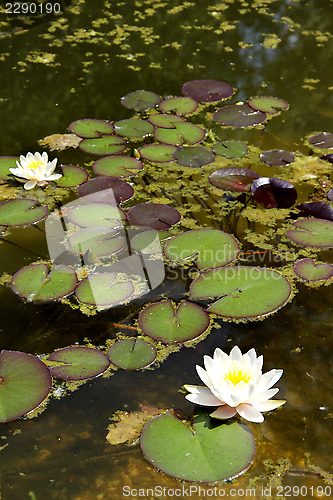 Image of Water flora