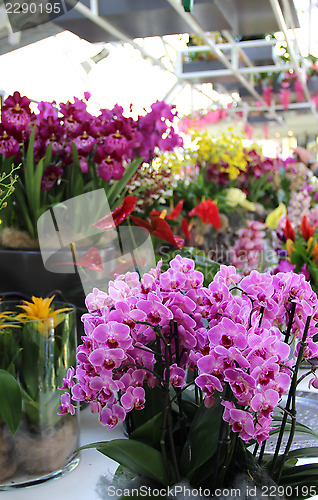 Image of Beautiful orchids in the vases 