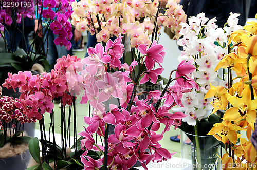 Image of Beautiful orchids in the vases