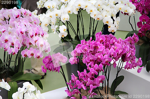 Image of Beautiful orchids in the vases 