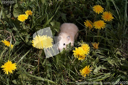 Image of Hamster on the dandelyon lawn