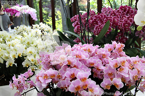 Image of Beautiful orchids in the vases 