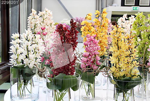 Image of Beautiful orchids in the vases 