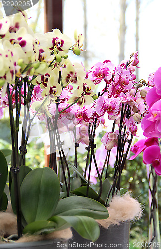 Image of Beautiful orchids in the vases 