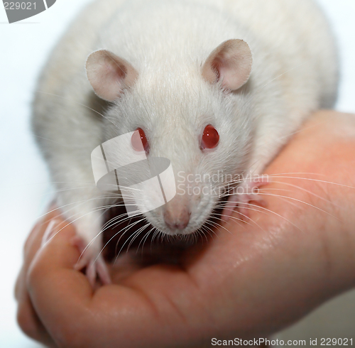 Image of Albino rat