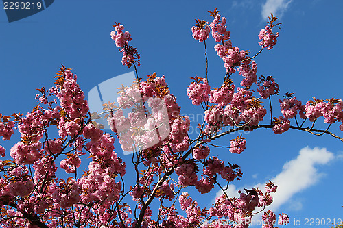 Image of Sakura in bloom