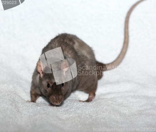 Image of Gray semi-bold decorative rat