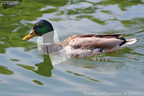 Image of mallard duck swimming in the lake